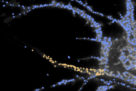 Endocytosis in the axon initial segment maintains neuronal polarity