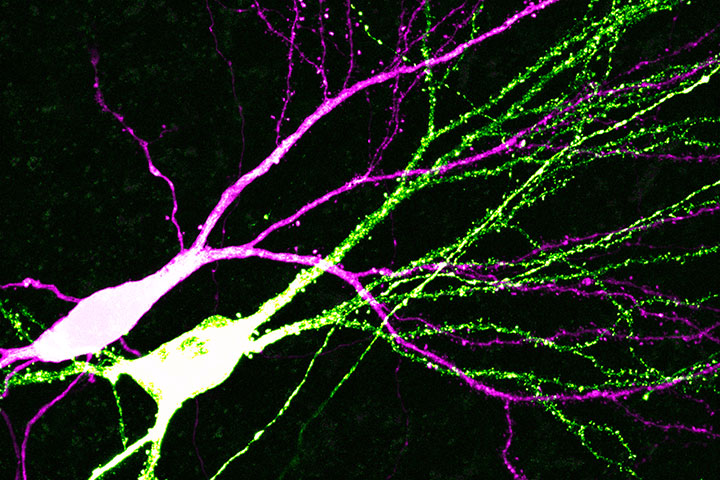 S’adapter dans la stabilité ou comment les neurones modifient leurs connexions sans compromettre leur intégrité fonctionnelle.