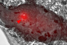 Sandra Soukup in Neuron