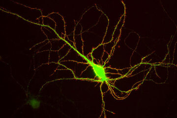 Regulation of different phases of AMPA receptor intracellular transport by 4.1N and SAP97