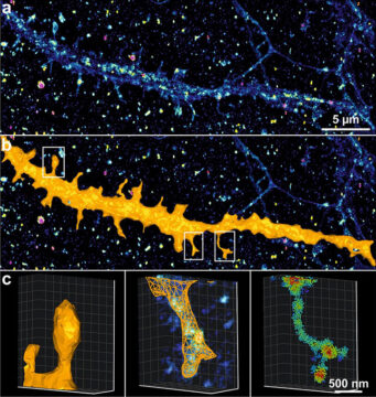 © Rémi Galland, Etienne Herzog, David Perrais, Florian Levet, Jean-Baptiste Sibarita, Univ. Bordeaux, CNRS, Interdisciplinary Institute for Neuroscience, IINS, UMR 5297, F-33000 Bordeaux, France.Figure : Image de super-résolution 3D de neurones dissociés d’hippocampe de rat obtenue par imagerie dSTORM. A. Image d’intensité. B. Segmentation automatique d’une dendrite à partir des coordonnées des fluorophores. C. Rendu volumique surfacique (gauche), par maillage 3D et flou Gaussien (centre), et densité de localisation (droite). L’image a été reconstruite à partir de 1,632,393 localisations et 40,000 images.