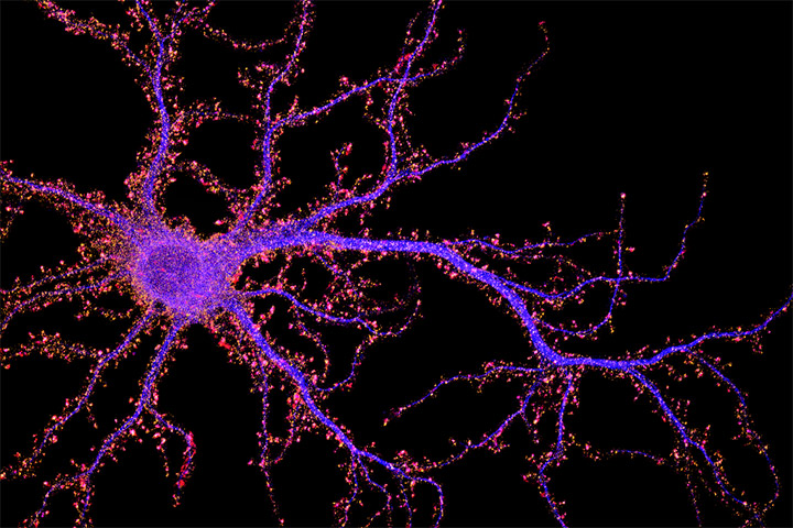 Cajal lectures - ＂Advanced techniques for synapse biology＂
