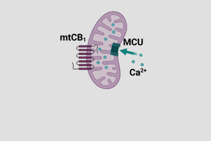 Les récepteurs cannabinoïdes mitochondriaux responsables des troubles de la mémoire induits par les hormones du stress