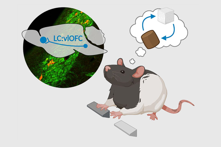 Juan-Carlos Cerpa, Alessandro Piccin et al. in eLife