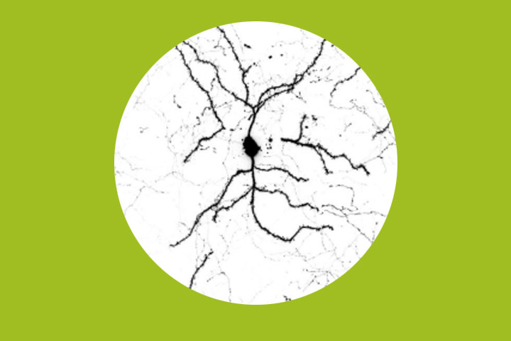 Rôle du polymorphisme TaqI1/Ankk1 dans le contrôle des addictions et du métabolisme