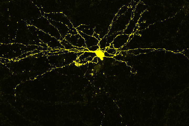 20th edition of the Synapse and Network Day