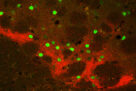 New mechanism for an old relationship between striatopallidal CB1 receptor and amphetamine sensitization.