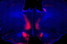 Ventral hippocampus provides contextual information to prefrontal cortex to regulate decision making.