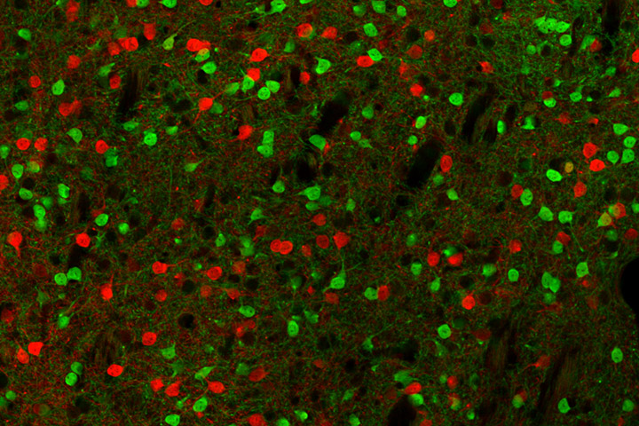 Roman Walle, Pierre Trifilieff et al. in Nature Communications