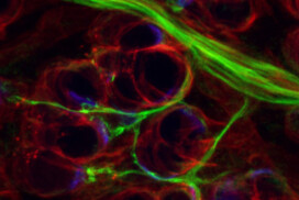 Quand peu veut dire beaucoup : impact d’un entraînement bref sur le développement neuromusculaire du souriceau