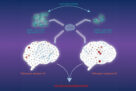 Des assemblages distincts d’α-synucléine déclenchent des voies cellulaires neurotoxiques distinctes