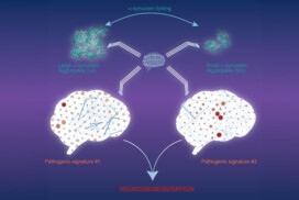Des assemblages distincts d’α-synucléine déclenchent des voies cellulaires neurotoxiques distinctes