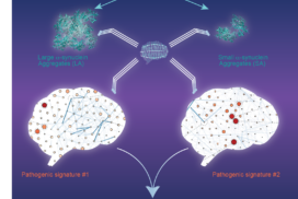 Distinct α-synuclein assemblies trigger distinct neurotoxic cellular pathways