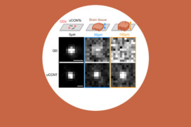 Des nanotubes ultracourts et ultra-lumineux pour explorer les tissus en profondeur