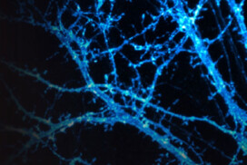 Symposium neuroGPCR: 17 September
