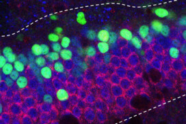 Synapse and network day: Friday 19 September