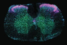 The hidden role of the spinal cord in sexuality