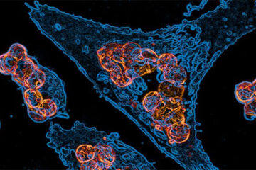 Bordeaux Summer School – Philosophy in biology and medicine