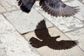 François Georges et al. in Advanced Science