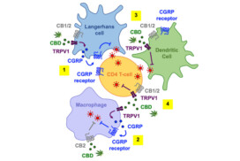 Le Cannabidiol, une piste inattendue pour freiner la transmission du Sida