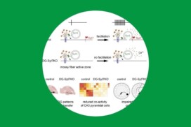Marneffe et al. in Current Biology