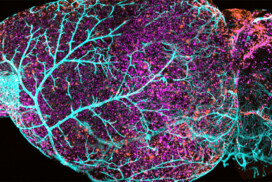 Cajal course – The Neurovascular Unit and Beyond