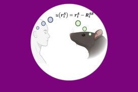 Humains et rats partagent les mêmes biais face aux récompenses