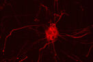 PLCG2 downregulation impairs synaptic function and increases Alzheimer’s disease hallmarks in neuronal cultures