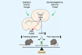 Les neurones POMC hypothalamiques arbitrent entre peur et prise alimentaire